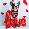 STMK 2 Pack Valentines Dog Bandanas, Dog Valentines Bandana for
