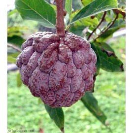 home Sugar apple Red 1ft