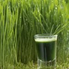 RAÍCES DEL HUERTO - Wheatgrass orgánico certificada USDA - Bolsa