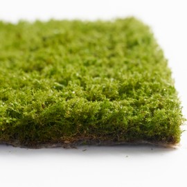 Live Moss – Racomitrium Moss (3 Sheets, Each Approx. 3.5"x7") for Terrariums, Moss Balls, Vertical Decor & Natural Plant Layouts – Naturally Grown, Reusable, Not Artificial
