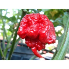 American Seed 500 Carolina Reaper Chili Pepper Seeds World Record Hot Peppers Vegetables