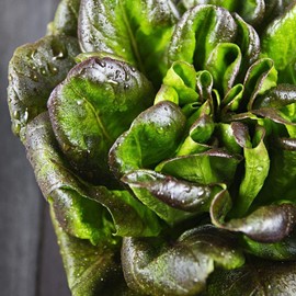 Bronze Mignonette Butterhead Lettuce Seeds, 1000 Heirloom Seeds Per Packet, Non GMO Seeds