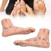 2pcs 19cm / 7.5in Feet Acupoint Model Acupuncture Teaching Aids
