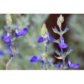 Home-Growth Germander sage, Blue Sage, Salvia Chamaedryoides