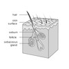Professional Cosmetics Placentinol Hair Loss Prevention Lotion Hair Growth Treatment