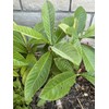 Tree 1 LOQUAT FRUIT TREE From Seeds ORGANIC -3 Years