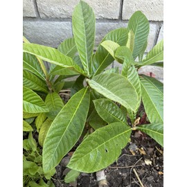 Tree 1 LOQUAT FRUIT TREE From Seeds ORGANIC -3 Years Old- With Pot 16”-20” +