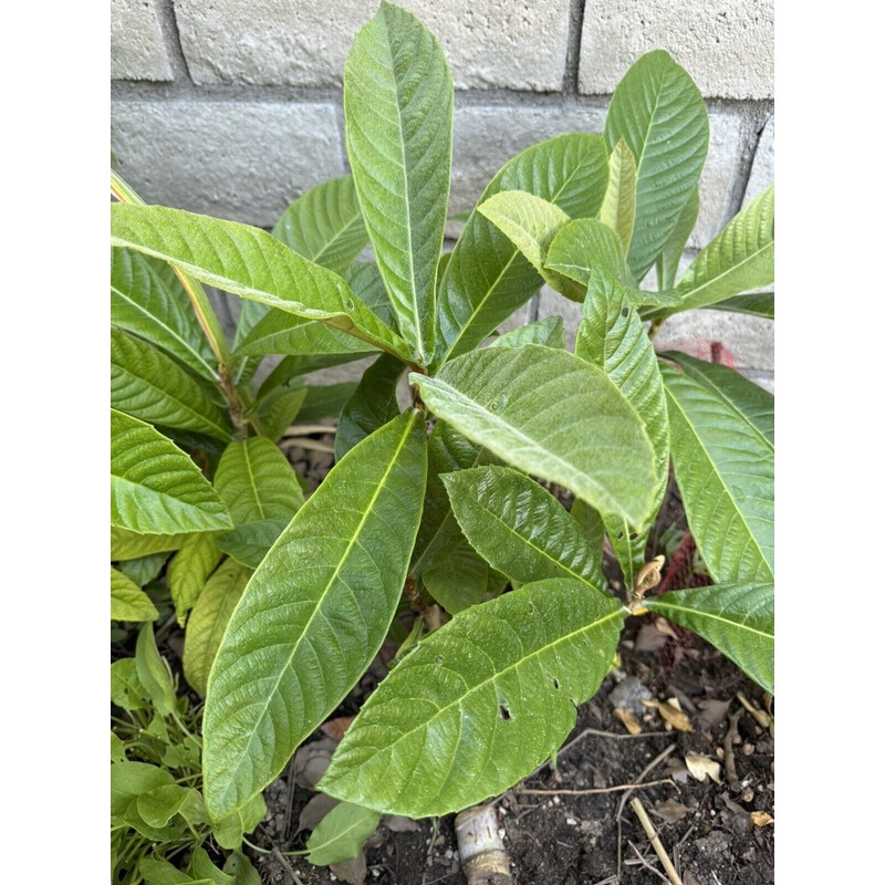 Tree 1 LOQUAT FRUIT TREE From Seeds ORGANIC -3 Years