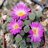 Fairy Elephant's Feet - Frithia Pulchra Cacti Cactus Succulent Real