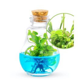 Venus Fly Trap, Grow Your Own Venus Flytrap in a 100% Self Sustaining Glass Terrarium, Maintenance Free, Easy to Grow, Healthy Growth Guarantee