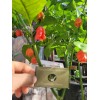 Carolina REAPER Super HOT Pepper Seeds Unique Creek Homestead Certified