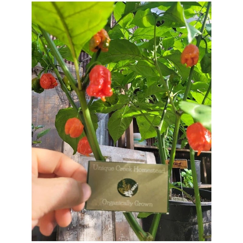 Carolina REAPER Super HOT Pepper Seeds Unique Creek Homestead Certified