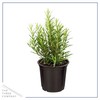 Live Aromatic and Edible Herbs - Assorted Varieties (4 Per