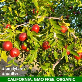 JUJUME | USDA Organic California Grown Jujubes Red Dates | Individually Sorted 3X for QA | High Grade Superfood | Healthy Dried Fruit | Certified All-Natural Non-GMO | 10-pack 6 oz. bags