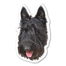 Magnet America Scottish Terrier Dog Magnet is 6.25" x 3.625" Made for Vehicles and Refrigerators