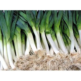 250 Carantan Leek Seeds | Non-GMO | Heirloom | Instant Latch Garden Seeds | Fresh Garden Seeds
