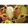 Doter Carnivorous Plant Soil Mix for Repotting 4 QT, All