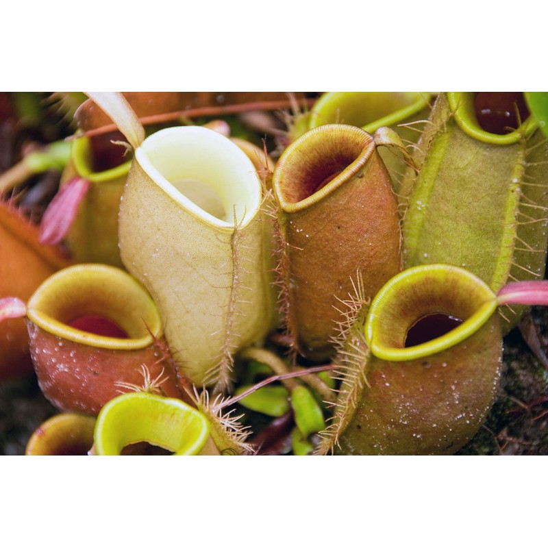 Doter Carnivorous Plant Soil Mix for Repotting 4 QT, All