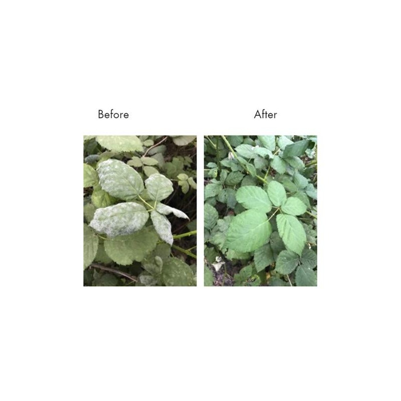 Plant Therapy Lost Coast Organic Natural Plant Protection Concentrate -