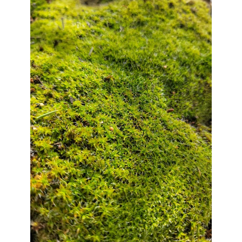 Live Star Moss, Live Plants, Healthy, Reptiles, Dart Frog, Vivarium