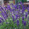 Outsidepride Lavender Hidcote - 1000 Seeds