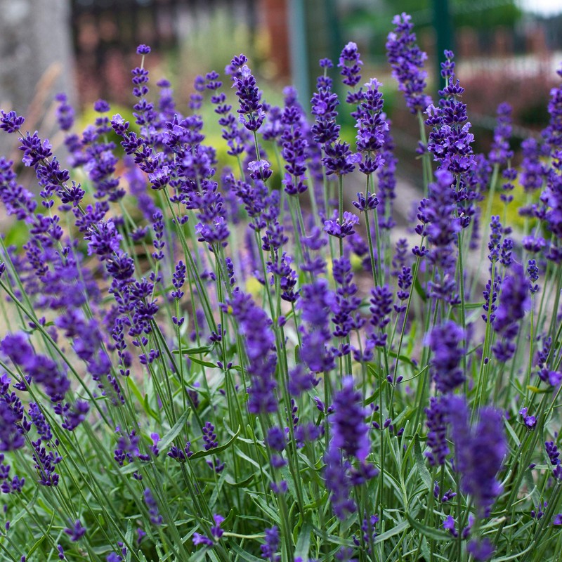 Outsidepride Lavender Hidcote - 1000 Seeds