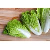 KIRA SEEDS - Seeds Napa - Chinese Cabbage - Heirloom