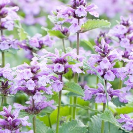 Catmint Seeds Perennial Herbaceous Plant Aromatic Foliage Prolonged Flowering Period Attract Pollinators for Garden Borders, Containers, and as Ground Cover 50Pcs by YEGAOL Garden