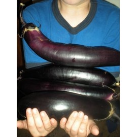 Exclusive Eggplant Mix! 25 Seeds! RARE KINDS INCLUDED!