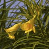 Palm Beach Medicinal Herbs - Yellow Oleander (Thevetia neriifolia) -