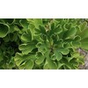 Japanese Maples and Evergreens Dwarf Ginkgo Tree - Ginkgo biloba