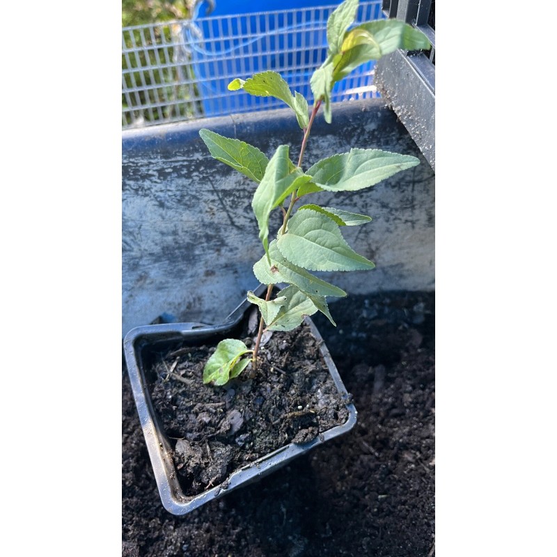 Live Tree Bush cherry Joel (Prunus japonica x Prunus jacquemontii)