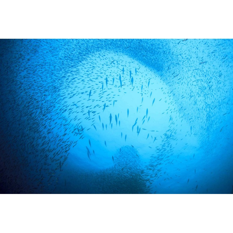 SEASON Wild Caught Sardines 6 Pack Rich In Omega 3