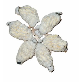 Kodiak Fish Attractants Freeze Dried Catfish Shrimp Sacs