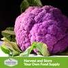 1 Pack Di Sicilia Violetto Purple Cauliflower Seeds for Planting