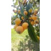 Japanese Plum Tree 2 Rooted Plants 4-8Japanese Plum Tree Organic