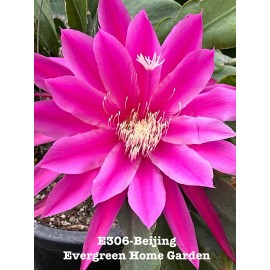 Cactus Rooted Epiphyllum Orchid Cactus “Beijing” Growing In 4” Starter Pot.