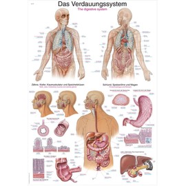 The Digestive System Chart 50 x 70 cm