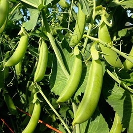 120 Cascadia Sugar Snap Pea Seeds for Planting Heirloom Non GMO 1 Ounce of Seeds Garden Vegetable Bulk Survival