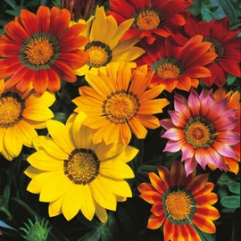 300+ Gazania Seeds for Planting Mix Heat & Drought Tolerant Garden Flower & Ground Cover Plants