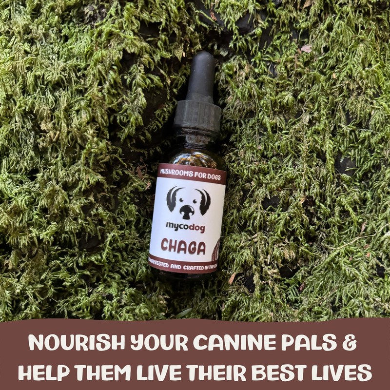 MycoDog Chaga Mushroom Supplement for Dogs - Immune Defense &