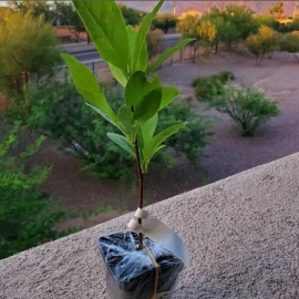 Tree Ann Magnolia Tree/Shrub - 6-12" Tall Live Plant - 2.5" Pot - Potted Seedling