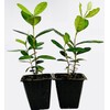 Guava Pineapple Tree 2 PACK PINEAPPLE GUAVA TREE PLANT GREENHOUSE