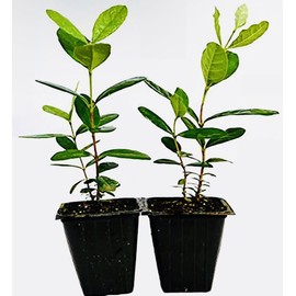 Guava Pineapple Tree 2 PACK PINEAPPLE GUAVA TREE PLANT GREENHOUSE BEST GIFT LIVE PLANT GUARANTEED
