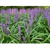 Super Blue Liriope Muscari | 10 Live Bare Root Pips