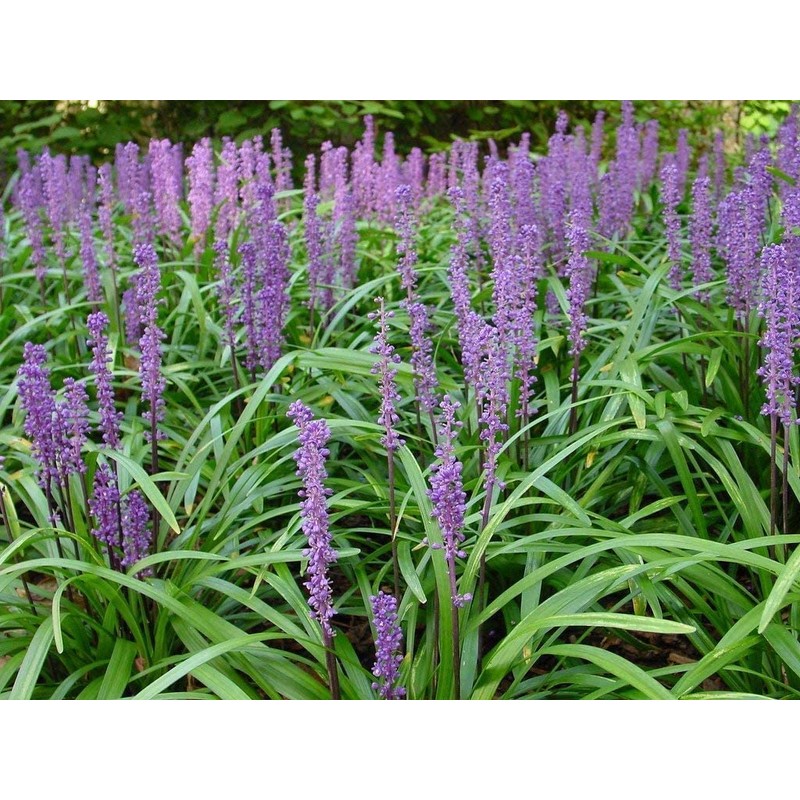 Super Blue Liriope Muscari | 10 Live Bare Root Pips
