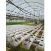 Pee Dee Organics Crop Geeks (Pot Ash) Bloom Setter Bloom