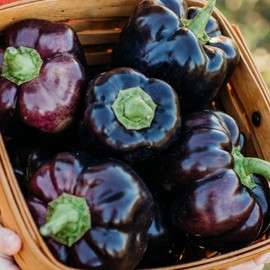 Purple Beauty Bell Pepper - 25 Seeds - Heirloom & Open-Pollinated Variety, Non-GMO Vegetable Seeds for Planting in The Home Garden, Thresh Seed Company