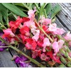 RAISE ME UP: Seeds Garden Balsam Camellia Flowered Mix (Impatiens