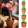 Doter Organic Desert Rose Potting Soil Mix for Healthy Growth